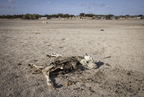 Dead cow carcass on desert ground