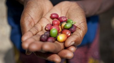 Coffee seeds from Burundi. Photo: Abbie Traylor-Smith / Concern Worldwide. 