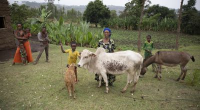 Since joining Concern's liveihood programme, Mestawat Sorsa has acquired a donkey, a cow, and a sheep,.