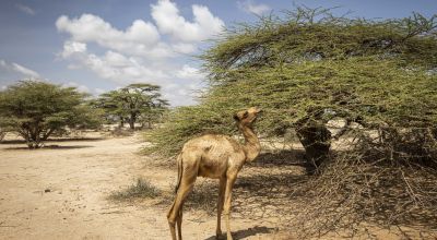A camel stands on the outskirts of Elgade, North Horr sub-county, Marsabit, Kenya 21/12/2021 Photo: Ed Ram/Concern Worldwide