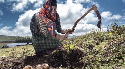 Ethiopian farmer harvests potatoes on her land