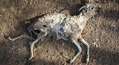 Dead livestock lie on the outskirts of North Horr, Marsabit, Kenya