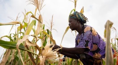Koshi Ali harvests maize from a communal farm in Makere village in Kenya’s Tana River County. Photo: Lisa Murray/Kerry Group/Concern Worldwide