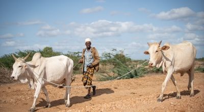 Arri Kote Kumbi walks with cattle down a dusty path in Matanya village, Tana River County in Eastern Kenya. Photo: Lisa Murray/Concern Worldwide