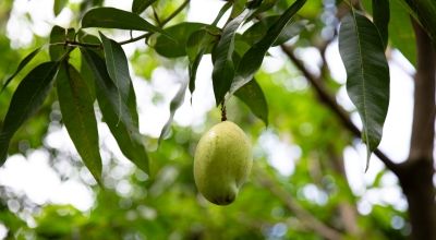 Avocado is a valuable cash crop in rural Haiti. In 2021 Haiti produced nearly 250,000 tons of avocado. Photo: Kieran McConville/Concern Worldwide