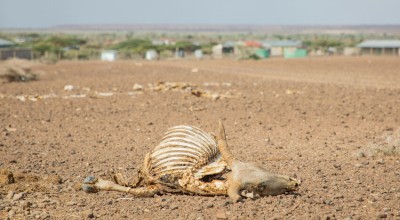 Dead livestock littering the landscape in Marsabit, Kenya, in 2022 when the region experienced the worst drought in 60 years.  