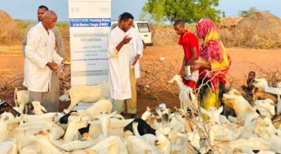 Vaccinating livestock in Dollow, Somalia as part of the Hanaano project.  Healthy livestock are important for maintaining the health of local communities. Photo: Abdinasir Hassan/Lifeline Gedo