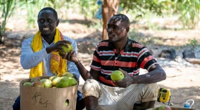 Farmers Ibrahim Yakub Mansa and Ziro pictured holding mangoes they grew