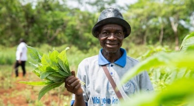 Mbokilo harvests amaranth at the farming site. Supported by Irish Aid, farmers recieve training in climate-smart agriculture, access to seeds and tools, and promoting nutritional health to enhance food security and resilience against climate shocks. Photo: Mussa Uwitonze/Arete/Concern Worldwide.