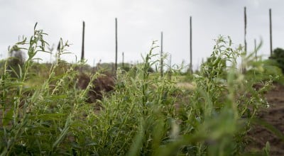 Coconut plantations in Zambezia province have been decimated in recent years by Lethal Yellow Disease. Photo: Kieran McConville / Concern Worldwide.