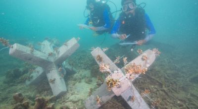 Divers trained by Concern Worldwide inspect the jackstones with coral fragments that were just installed. These jackstones will eventually turn into an artificial reef which will aid in fish production and help the livelihood of the many local fishermen. Photo: Steve De Neef / Concern Worldwide. 