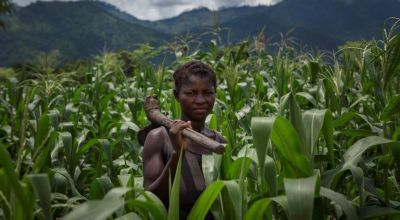 Alyne Mpunga stands in her field of maize in Malawi, the results of her work on Concern’s conservation agriculture project