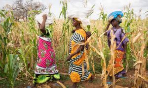 Three women walking through field with bags of maize on their heads