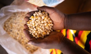 Maize crop example, Malawi. Photo: Chris Gagnon/Concern Worldwide