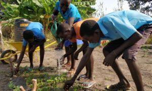 Watering guava seedlings, Babcok School Environment Club, BRACED Programme, South Sudan, 2017. Photo: Michael Mulpeter / Concern Worldwide.