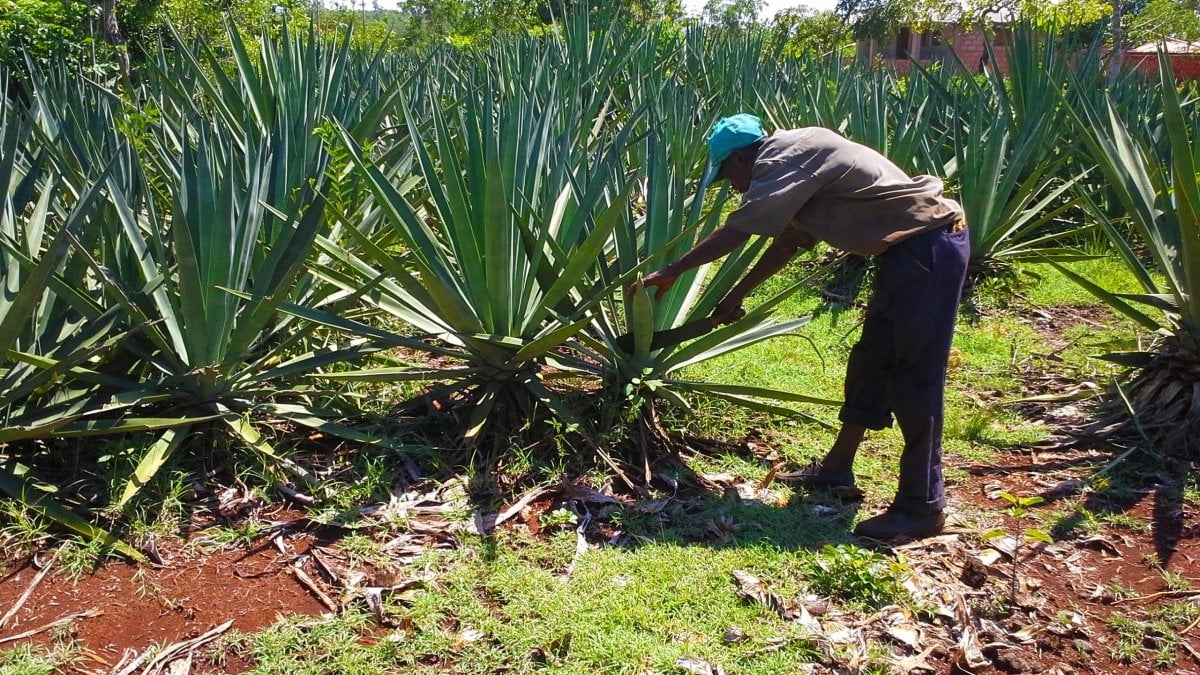 Wonder plant revival: sisal production in Haiti