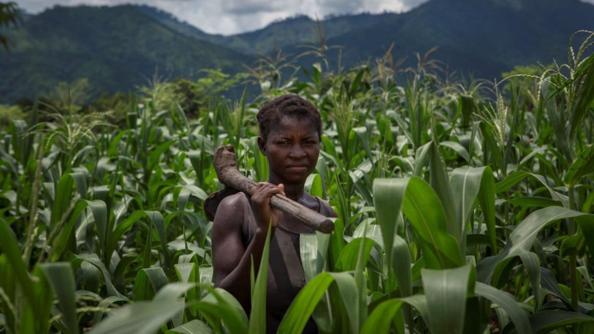 Conservation agriculture projects harvest rewards in Malawi | Concern ...